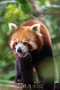 Symbio -Simon Bastin