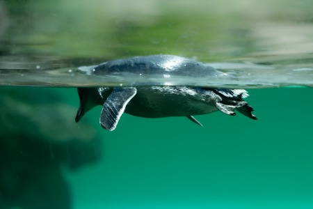 Symbio -Simon Bastin