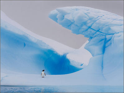 All alone on iceberg