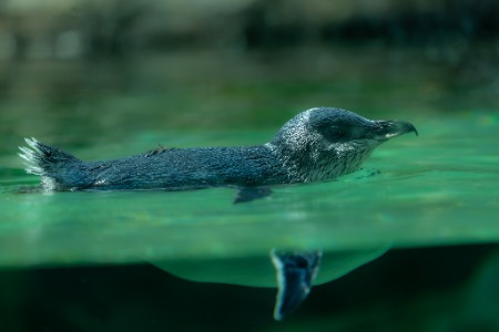 Symbio -Simon Bastin