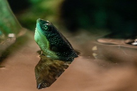 Symbio -Simon Bastin