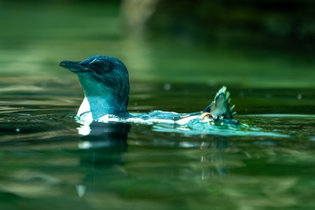 Symbio -Simon Bastin