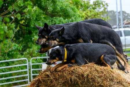 Albion Park Show - Greg Powell