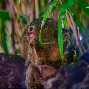 Symbio -Simon Bastin