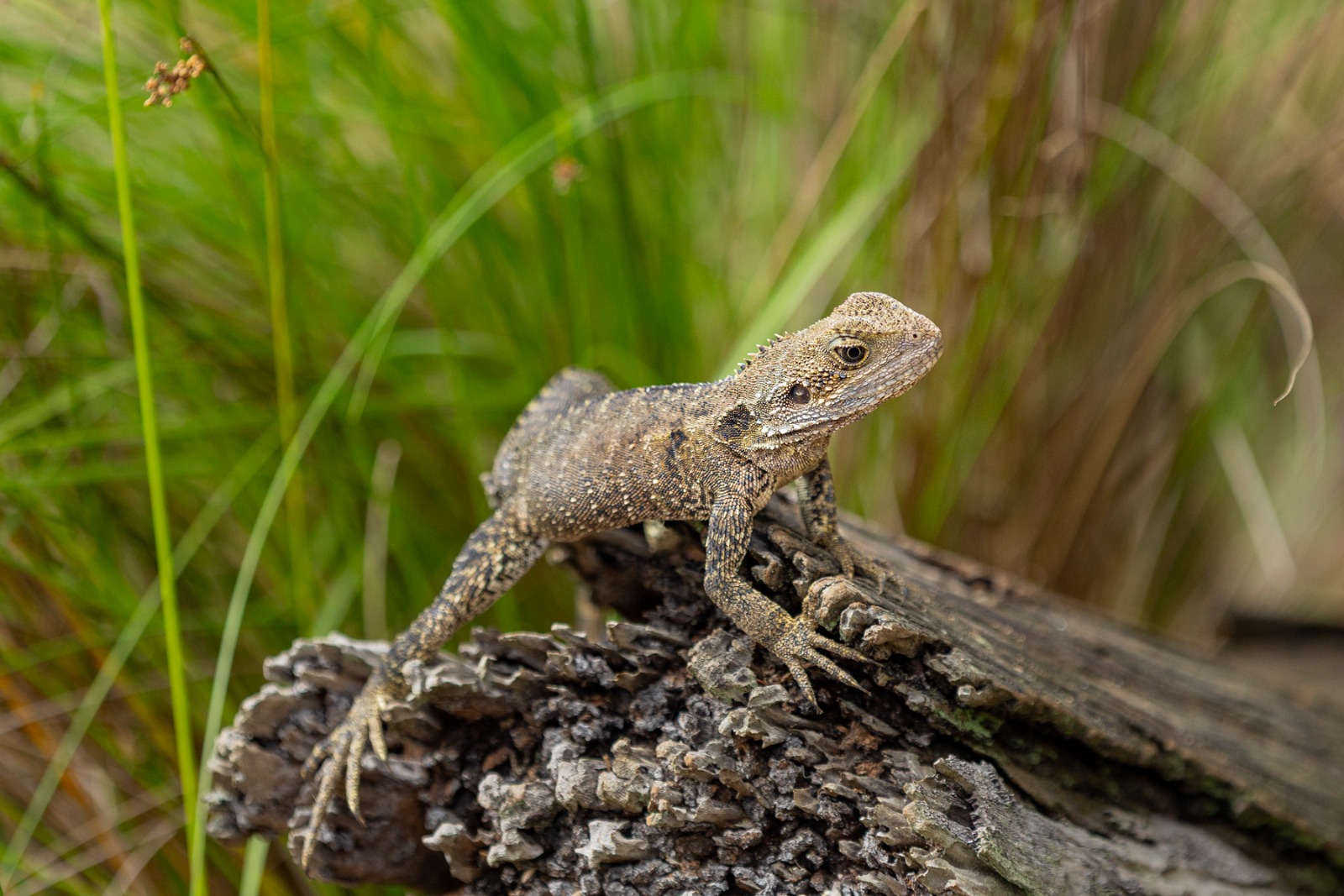 Eastern Water Dragon