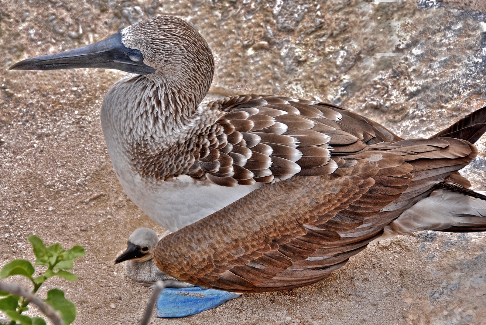 Blue Footed Boobie 