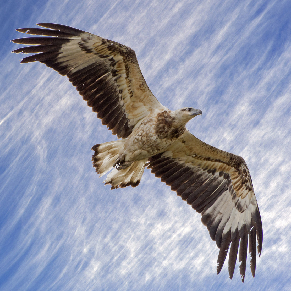 White-bellied Sea Eagle (Juv)