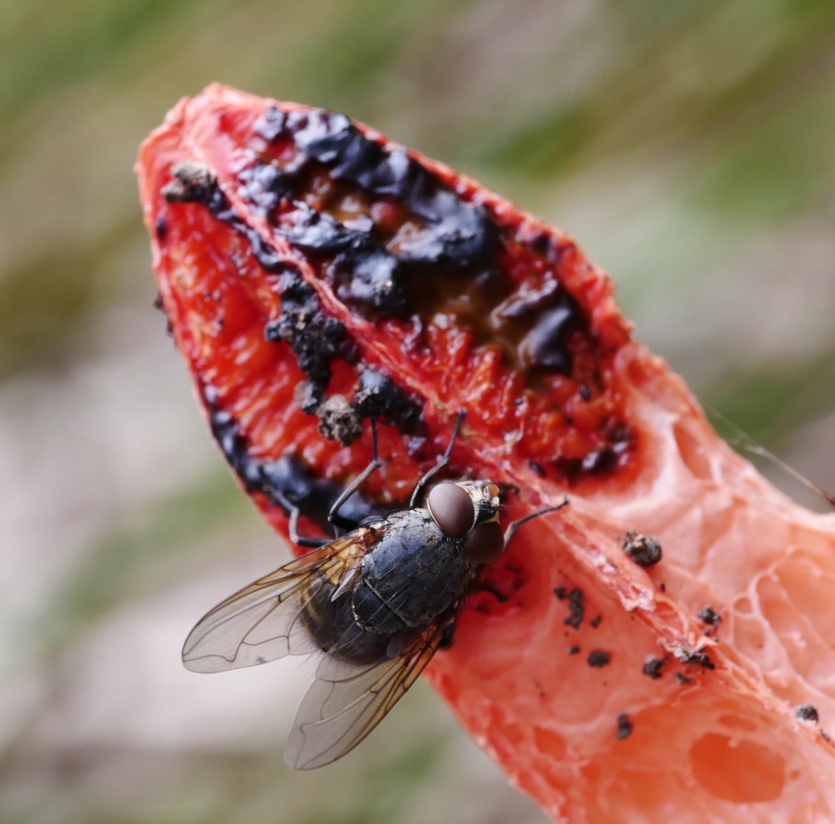 Fungi and Fly