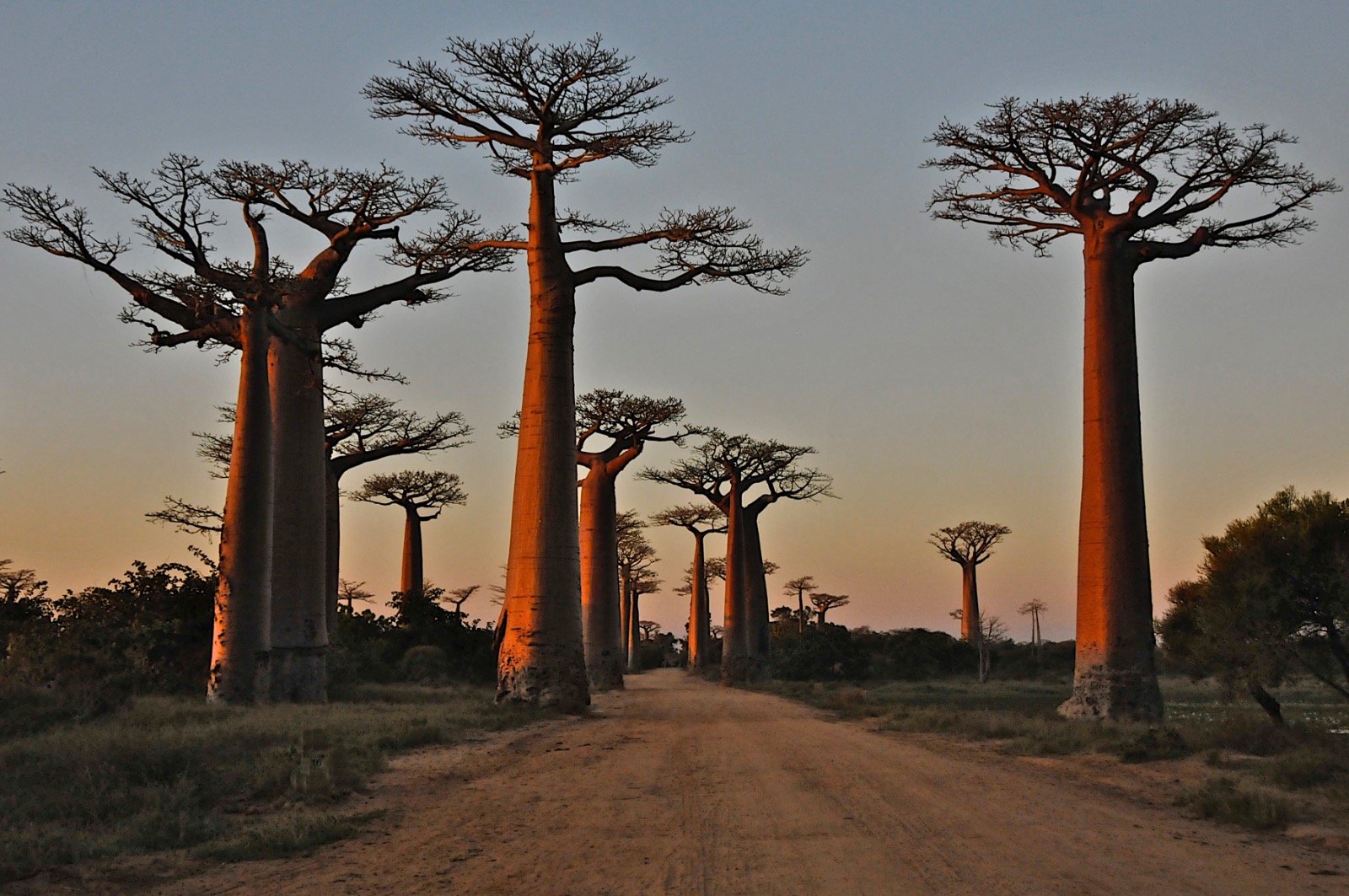 Avenue of Baobabs