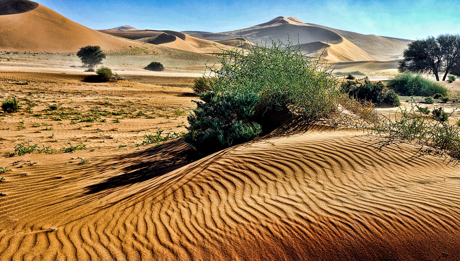 Sand Sculptures Namib