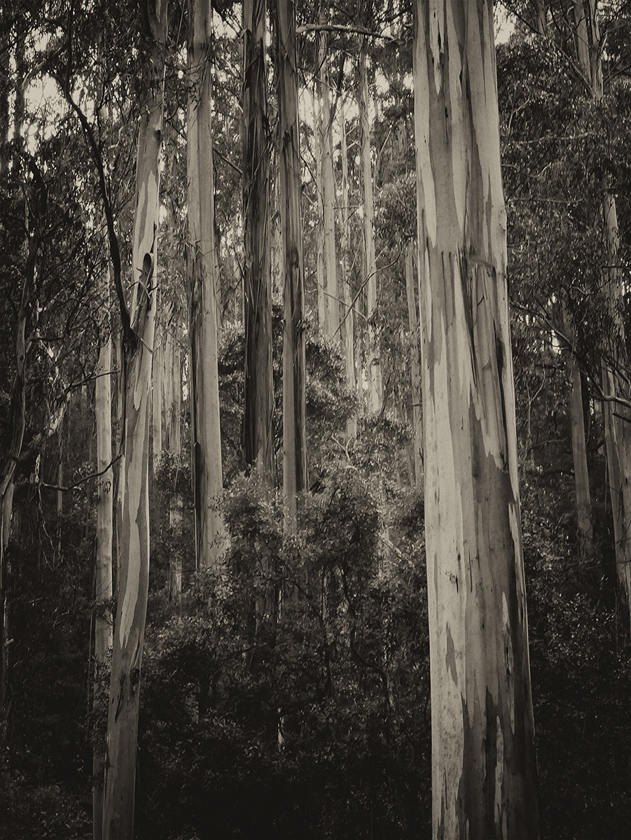 Trees WA
