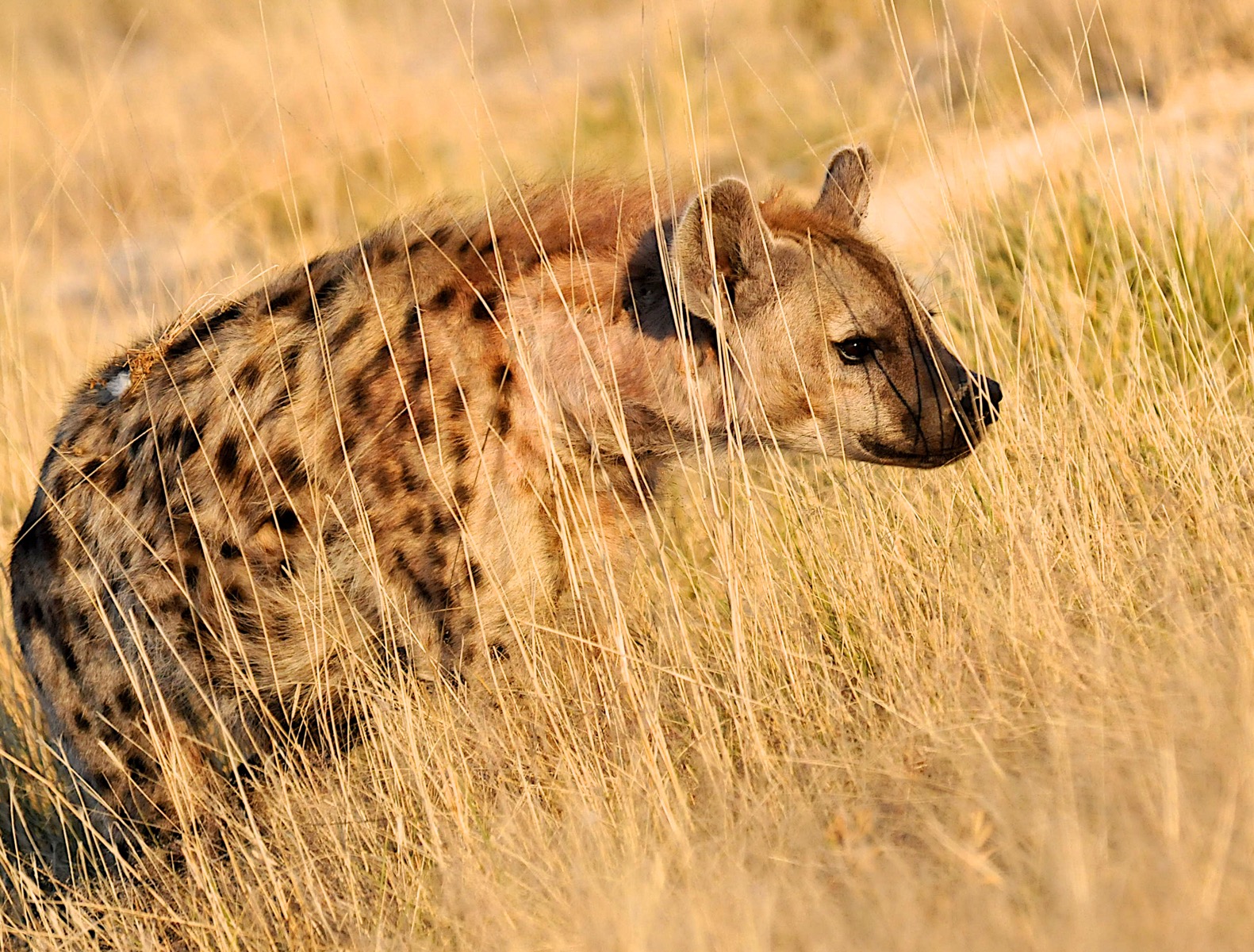 Spotted Hyena