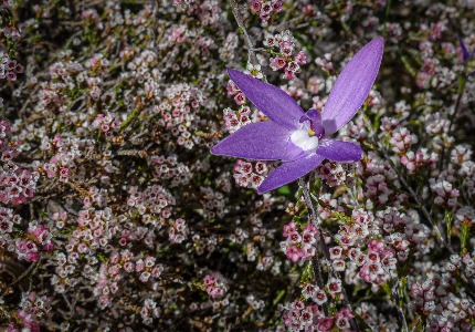 WA Orchid