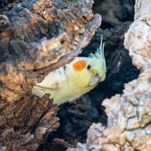 Cheeky Cockatiel