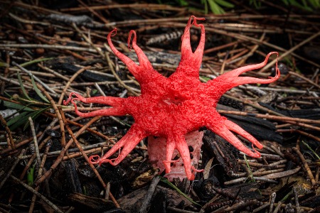 Starfungi RNP 