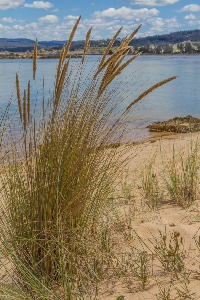  by Sea - Rush Grass