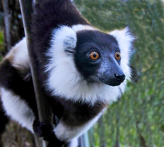 Ruffed Lemur