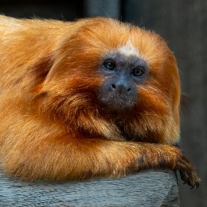 Teresa Tyrrell Nuske