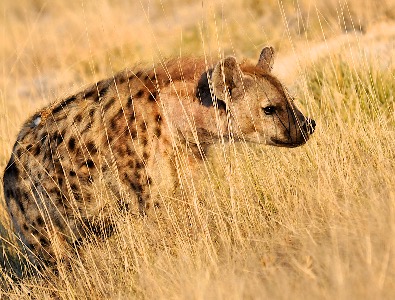 Spotted Hyena