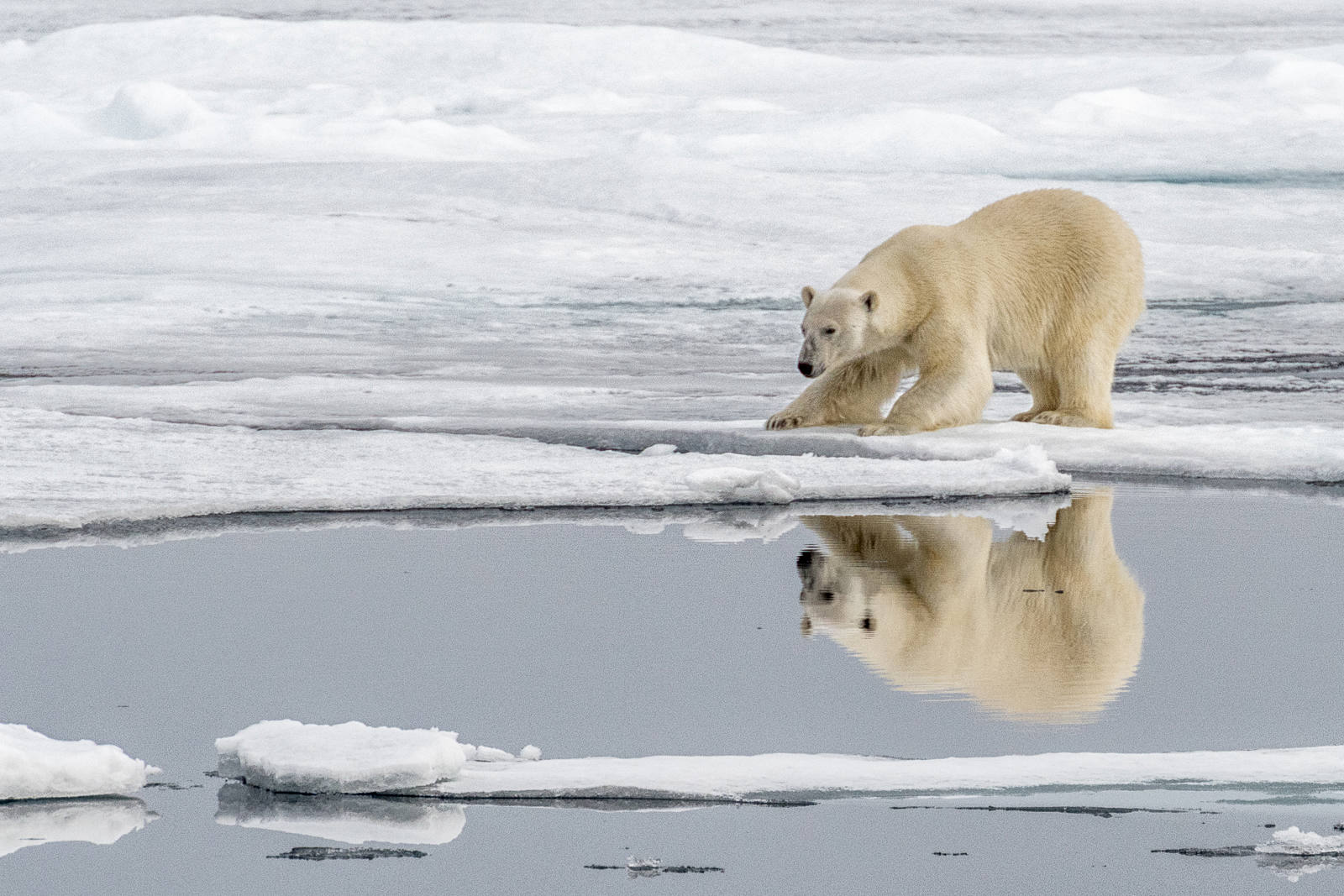 Bear by Kaz Diller Bear