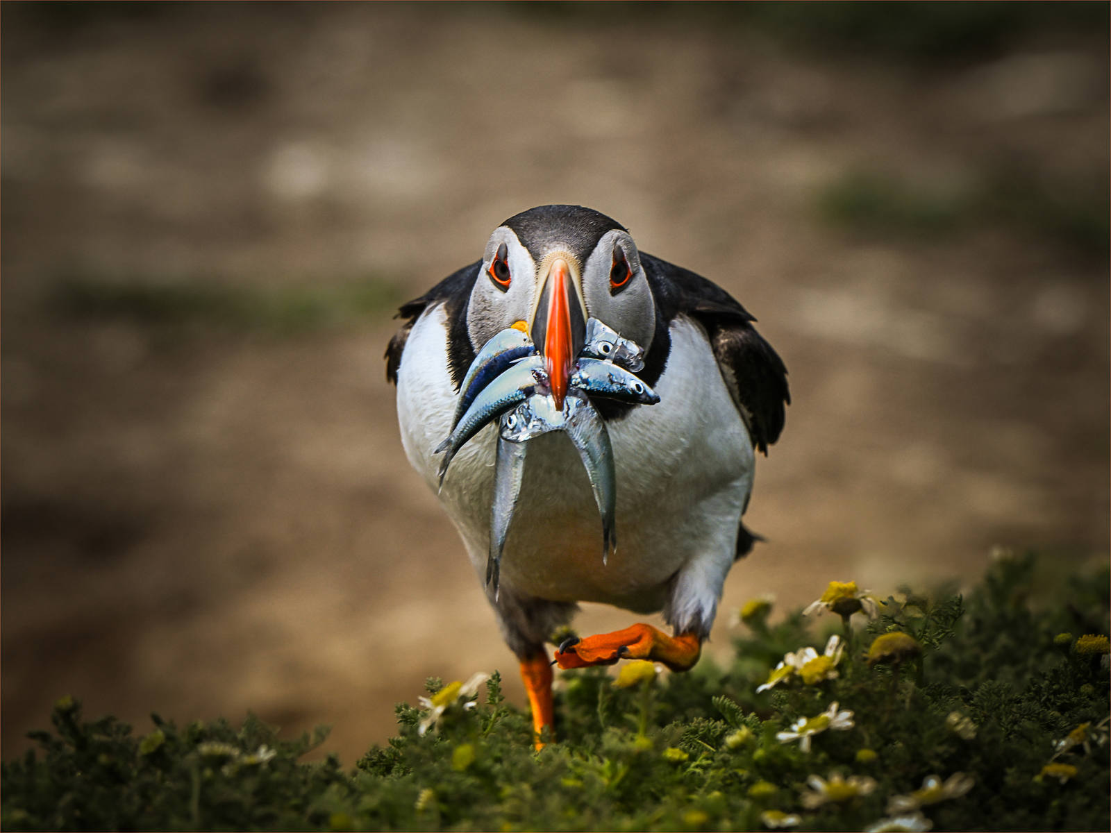 Puffin by Andy Puffin