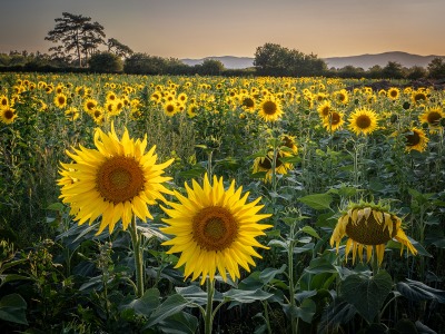Sunflower_Sunset