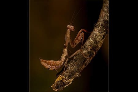 Timor Shield Praying Mantis