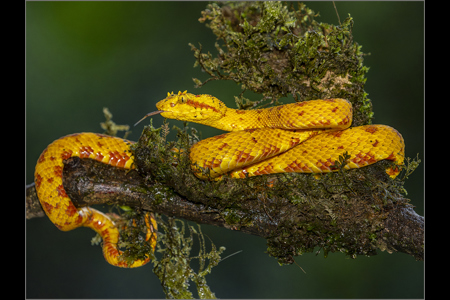 Eyelash Viper