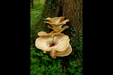 Dryad's Saddle