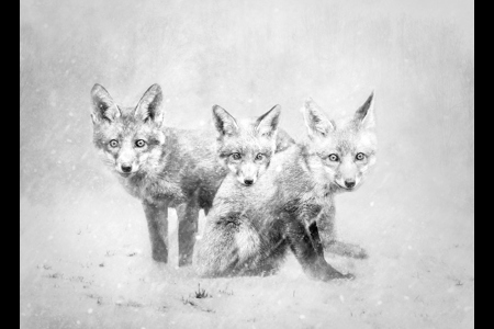 Fox Cubs In Snow