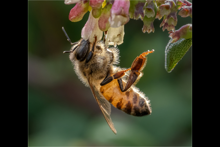 Honey Bee Apis