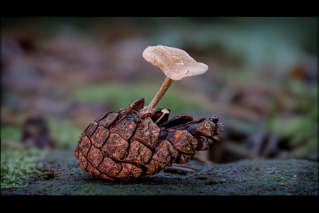 Fungus On Pine Cone