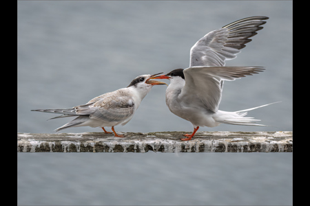 Common Tern Feeding Chick