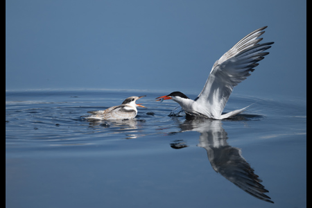 Common Tern Feeding Young