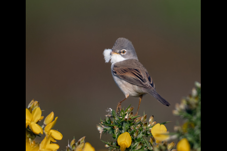 Whitethroat