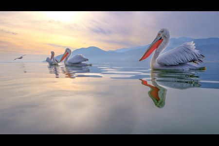 Kerkini Pelicans At Daybreak