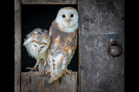 Barn Owl With Chick