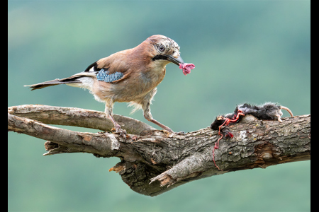 Jay Eating Mouse