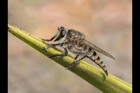 Assassin Fly