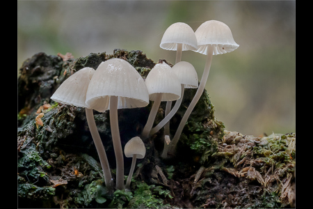 Twig Parachute Fungi (Marasmiellus Ramealis)