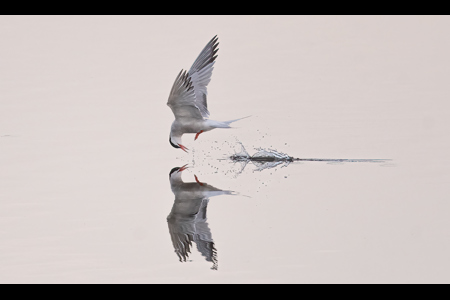 Common Tern Scooping A Drink