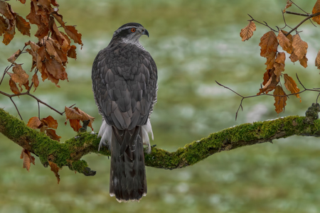 Goshawk In Snow