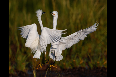 Snowy Egret Dispute