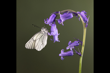 Black Veined White On Bluebell