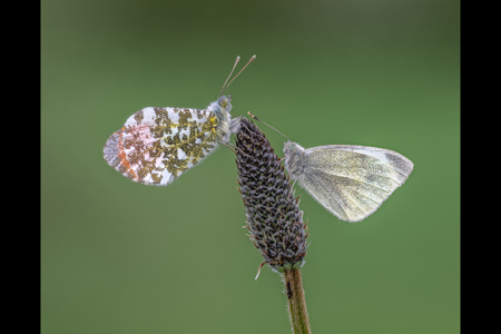 Orange Tip And Small White