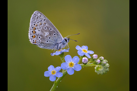 Common Blue On Forget Me Not