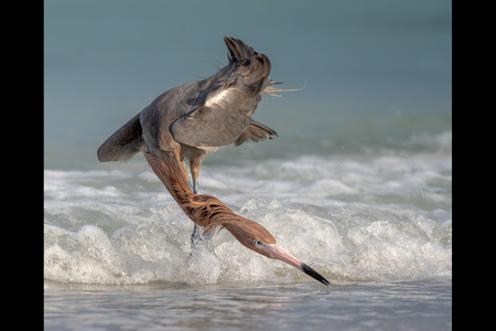 Reddish Egret On The Hunt