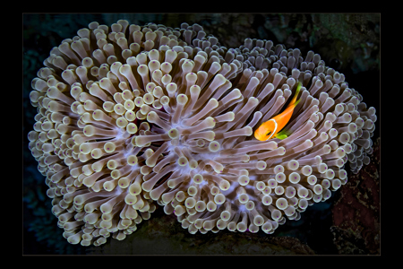 Ritteri Anemone With Clownfish