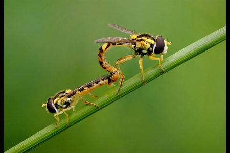 Globetail Hoverflies Mating