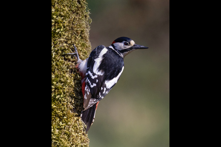 Greater Spotted Male Woodpecker